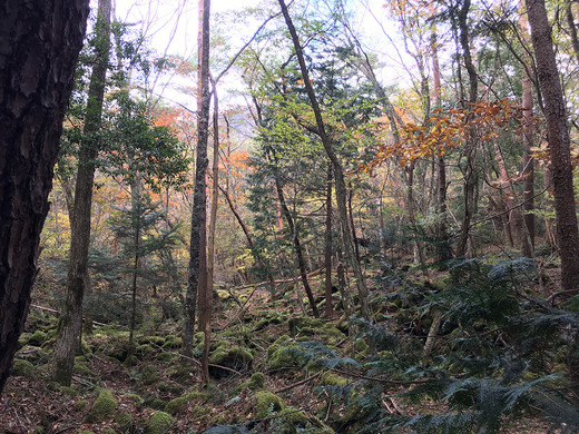 紅葉