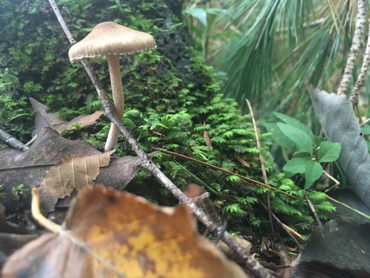 キノコ