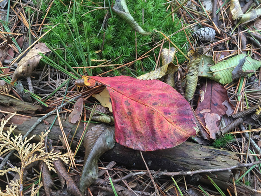 紅葉