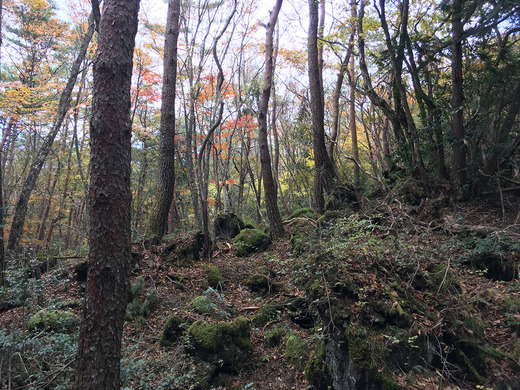 紅葉