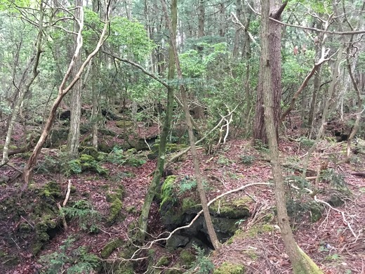 樹海