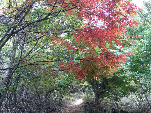 紅葉
