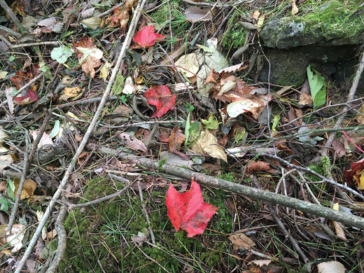 紅葉