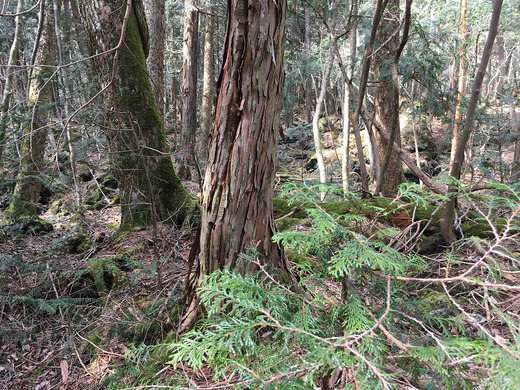 ヒノキ