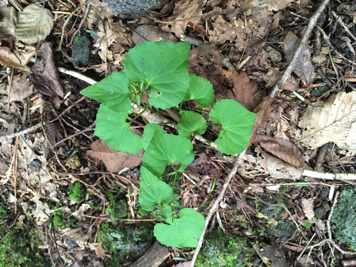 草