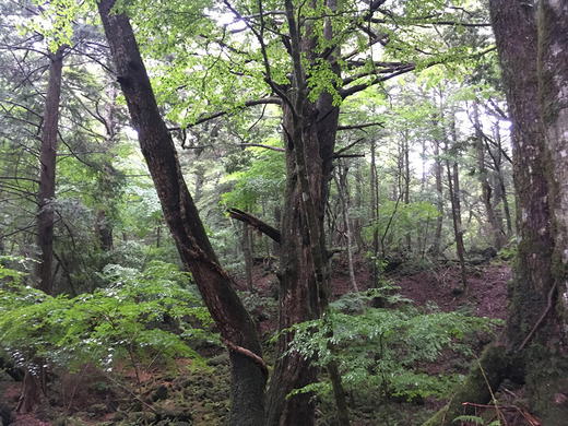 道